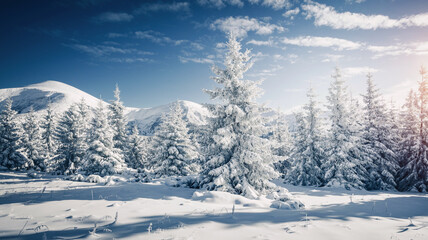 Magical shiny c coniferous trees covered with fluffy snow on a frosty day. Merry Christmas and happy new year greeting card.