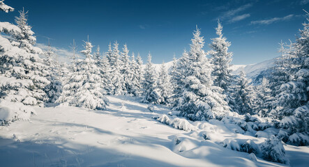 Shiny coniferous trees covered with fluffy snow on a frosty day. Merry Christmas and happy new year greeting postcard.