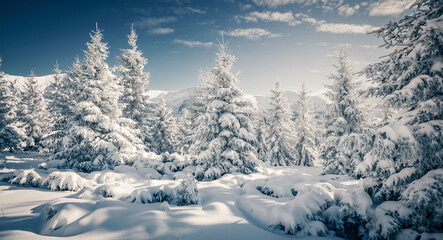 Shiny coniferous trees covered with fluffy snow on a frosty day. Merry Christmas and happy new year greeting postcard.