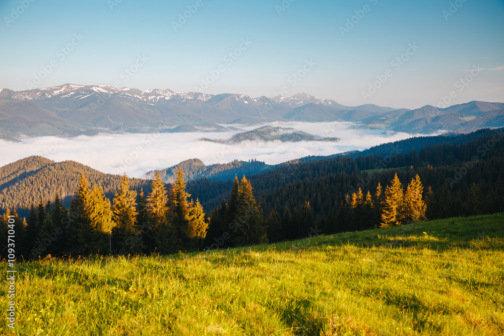 Poster gorgeous view of the green forested slopes and the valley covered with fresh fog. carpathian mountai