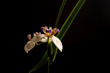 Iris da praia (Neomarica candida), beautiful specimen of Iris da praia with black background, low...