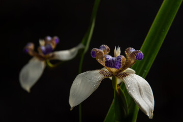 Iris da praia (Neomarica candida), beautiful specimen of Iris da praia with black background, low...