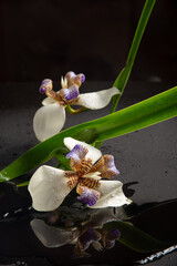 Iris da praia (Neomarica candida), beautiful specimen of Iris da praia reflecting in some water,...