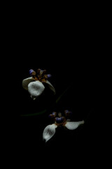 Iris da praia (Neomarica candida), beautiful specimen of Iris da praia with black background and...