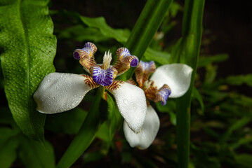 Iris da praia (Neomarica candida), beautiful specimen of Iris da praia in a flowerbed in Brazil,...