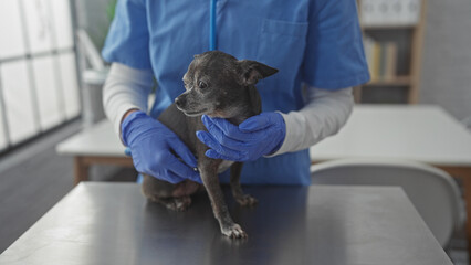 A veterinarian in blue scrubs gently examines a senior chihuahua on a metallic table indoors,...