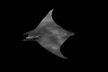 Beautiful black and white image of a sea creature with a black background