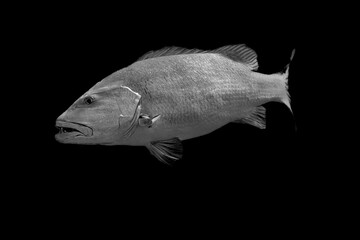 Beautiful black and white image of a sea creature with a black background