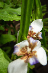 Iris da praia (Neomarica candida), beautiful specimen of Iris da praia in a flowerbed in Brazil,...