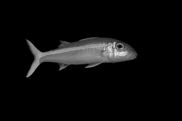 Beautiful black and white image of a sea creature with a black background