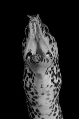 Beautiful black and white image of a sea creature with a black background