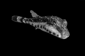 Beautiful black and white image of a sea creature with a black background