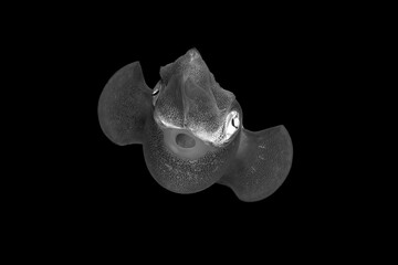 Beautiful black and white image of a sea creature with a black background