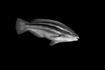 Fototapeta premium Beautiful black and white image of a sea creature with a black background