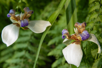 Iris da praia (Neomarica candida), beautiful specimen of Iris da praia in a flowerbed in Brazil,...