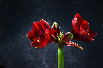 Red amaryllis flower head with two open blossoms and buds against a dark bluish background, festive winter holiday bouquet in the Christmas time, copy space, selected focus