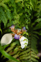 Iris da praia (Neomarica candida), beautiful specimen of Iris da praia in a flowerbed in Brazil,...