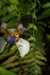 Iris da praia (Neomarica candida), beautiful specimen of Iris da praia in a flowerbed in Brazil,...