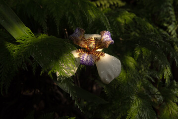 Iris da praia (Neomarica candida), beautiful specimen of Iris da praia in a flowerbed in Brazil, selective focus.