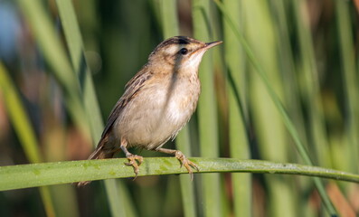 green winged blackbird