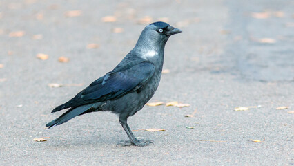 crow on the ground