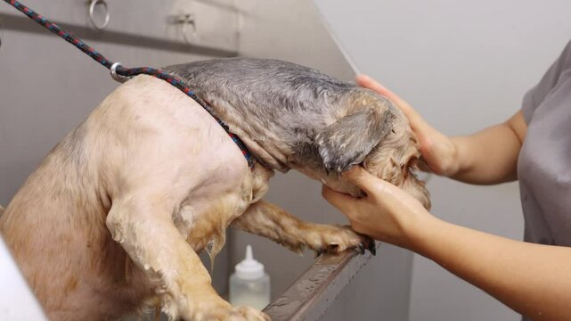 Veterinarian bathing a dog with flea shampoo