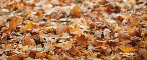 A large pile of autumn leaves on the ground. The leaves are brown and scattered all over the ground