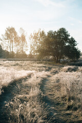 grass in the morning with frost