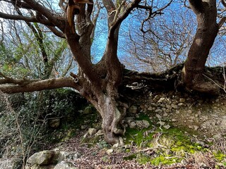 A striking tree with gnarled branches and exposed roots growing on rocky terrain, surrounded by moss and sparse vegetation. The rugged scene captures the resilience and beauty of nature.