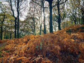 A beautiful woodland scene with golden autumn ferns blanketing the forest floor. Tall trees rise towards the sky, filtering sunlight through their branches, creating a warm and inviting atmosphere.