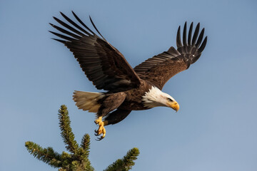 Obraz premium A beautiful eagle searching for the meal