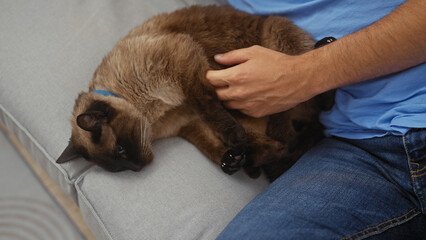 A man in a blue shirt caresses a sleeping siamese cat on a gray sofa indoors, conveying a sense of comfort and companionship.