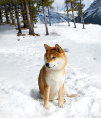Shiba Inu in a snowy mountain setting.