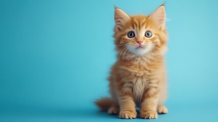 Adorable ginger kitten sitting against a bright blue background. Its fluffy fur and big blue eyes make for a captivating image.