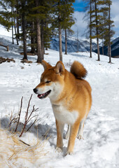 Shiba Inu in a snowy mountain setting.