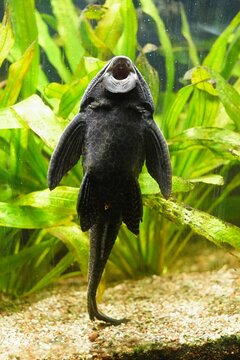 Common Catfish (lat. Hypostomus plecostomus) - a species of fish livin in South America.