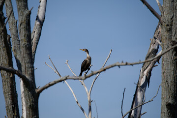 Two-crested cormorant (Nannopterum auritum) in a tree on the shore of Lake Michigan