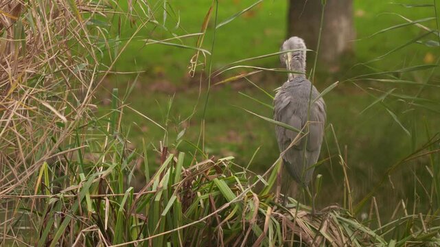 vid&eacute;o avec zoom avant tr&egrave;s doux d'un h&eacute;ron sur son air de repos en automne, ce h&eacute;rons se nettoie les plumes, vid&eacute;o, pour introduction vid&eacute;o