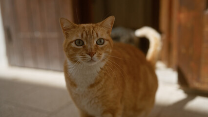 A close-up image of an orange feline cat under sunlight with a wooden door in the background outdoors.