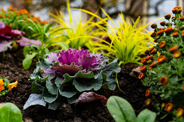 Les plantes automnes  au parc 