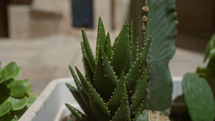Outdoor close-up shot of aloe vera, scientifically known as aloe barbadensis miller, in a sunny courtyard in puglia, southern italy, highlighting the plant's pointed green leaves.
