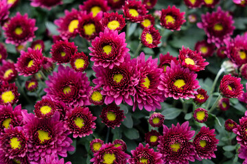 Le bouquet de fleurs © nada12