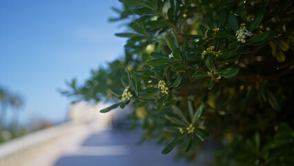 A close-up of a flowering phillyrea angustifolia, found in an outdoor setting in puglia, italy, with green leaves and blurred background.