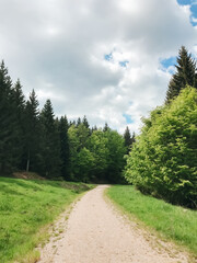 A dirt road with trees on either side