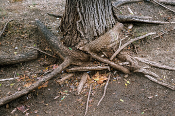 Tree with large bare roots coming up to the surface of the ground.