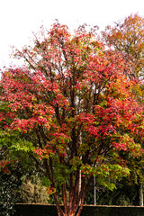 les feuilles rouges jaunes orangés de automne