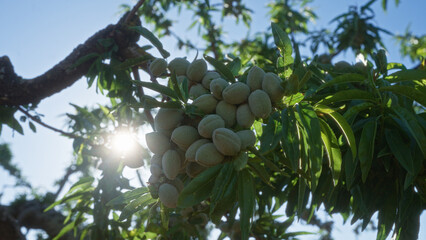 Close-up of an almond tree prunus dulcis in an orchard in puglia, italy, with sunlight filtering through the leaves, highlighting the clusters of green almonds.