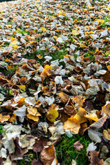 Les feuilles mortes tombent en automne sur les marches 