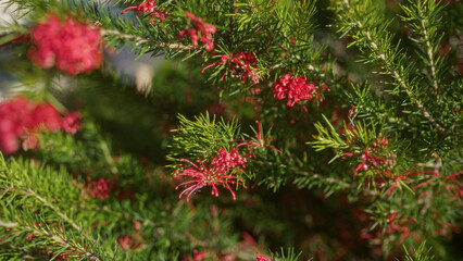 A vibrant grevillea rosmarinifolia plant in full bloom is captured outdoors in puglia, showcasing bright red flowers and dense green foliage.