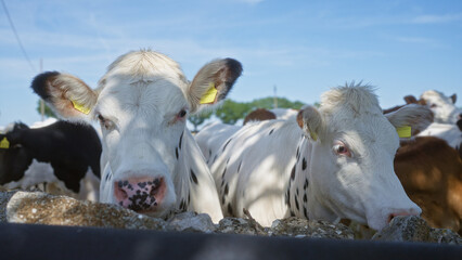 Two cows are standing outdoors in a sunny field near a fence, blending into the pastoral scenery beneath a clear blue sky.